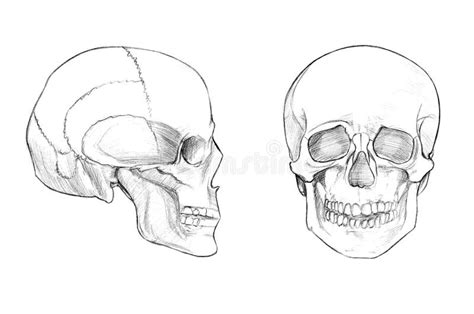Human Skull Front View Hand Drawn Doodle Drawing Sketch Illustration