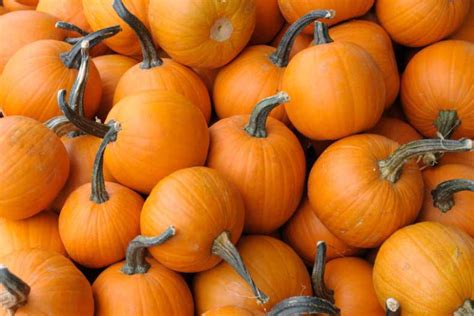 Infographic Health Benefits Of Eating Pumpkin Upmc Healthbeat