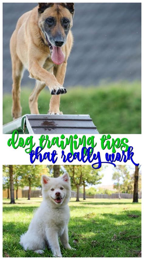 5 Tips For Training Your Dog That Work Dog Training Dog Training