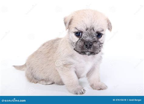 Cute Puppy Sitting On White Background Stock Photo Image Of Friend
