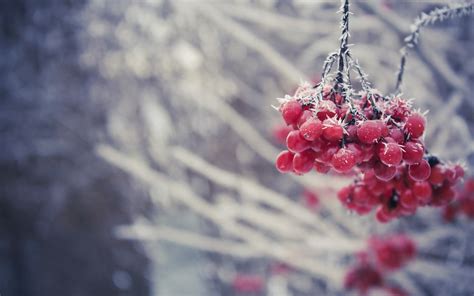Wallpaper Food Red Plants Snow Winter Branch Fruit Ice Frost