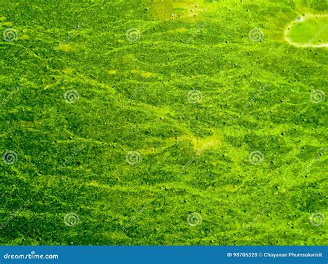 Las Algas Verdes Azules Cubren La Costa Cercana Superficial Del Mar