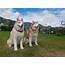 14 Delightful Facts About Alaskan Malamutes  Page 2 Of 3 PetPress