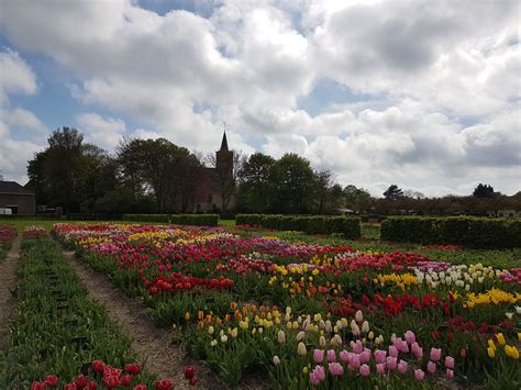 Tulips in Holland - ToursbyMarie