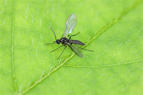 How To Get Rid Of Gnats In Your Home Trusted Since