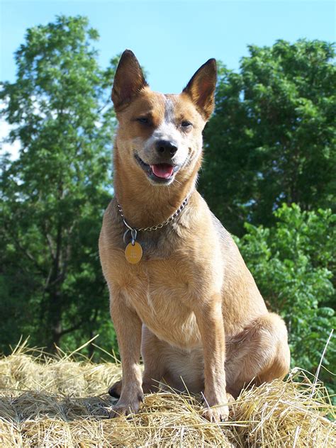 Reds Rule Australian Cattle Dog Aka Red Heeler Aussie Cattle Dog