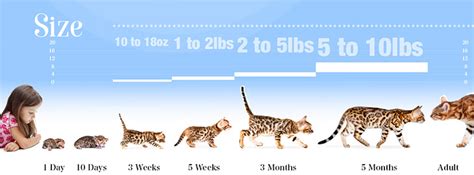 How Big Will A Full Grown Bengal Cat Be