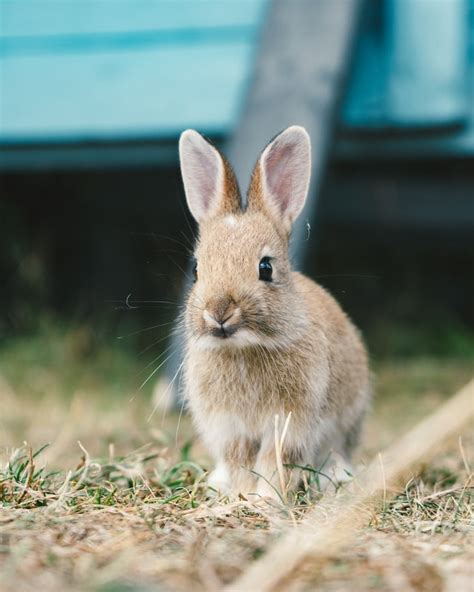 Can Rabbits Eat Timothy Hay Range Of Animals