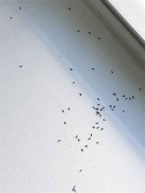 Tiny Black Bugs In House Near Window That Fly Raeann Blocker