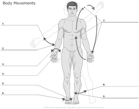 Lift, drive, squat, lunge, hinge. 17 Best images about Anatomy sheets on Pinterest | Ear anatomy, Science worksheets and Human body