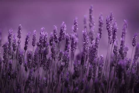 Lavender Wallpapers Images Photos Pictures Backgrounds