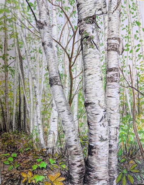 Original Pastel Drawing Birch Tree Forest Sally Porter Wildlife Art Realism Bilder Malen