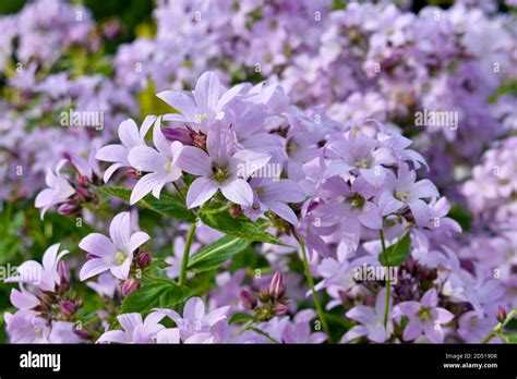 Close Up Of Small Purple Flowers With Clusters Of Delicate Petals And