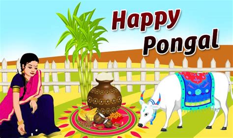 The term 'pongal' in tamil means to boil, and this festival is celebrated as a thanksgiving ceremony for the year's harvest. Pongal 2019: Date, Time, Muhurat, Importance And ...