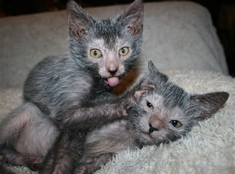 Lykoi cat, a new breed werewolf cat @kelly teske goldsworthy teske goldsworthy teske goldsworthy vordale. The Rise of the 'Werewolf Cat' - Guardian Liberty Voice