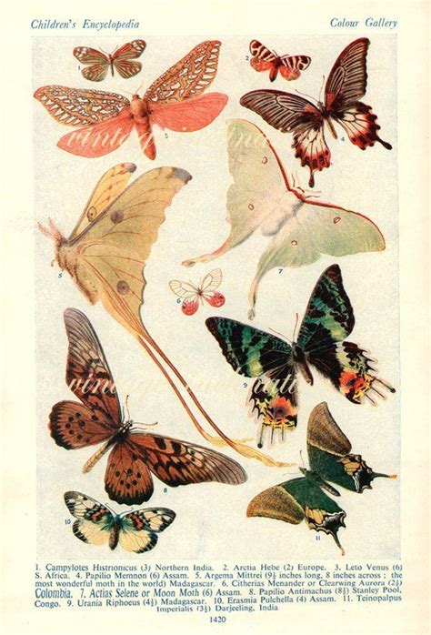 1920 Butterfly Print Plates 1419 1420 Vintage Antique Book Etsy