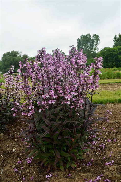 Penstemon 'midnight masquerade' is the latest improvement on the dark foliaged beardtongues. Episode 14: Our Holiday Wish List - FineGardening