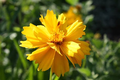 Golden Yellow Coreopsis Flower With Frilly Petals Picture Free