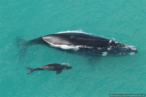 Epics Interactive Blog Wildlife In False Bay Southern Right Whales