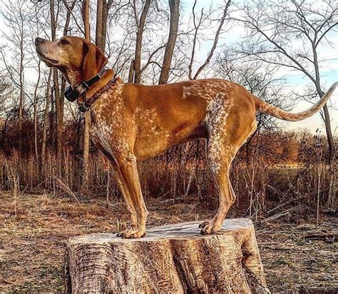American English Coonhound Redtick Coonhound Info Pictures