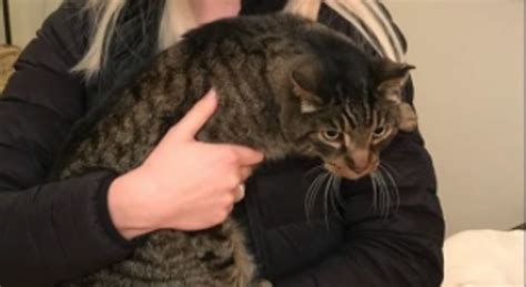 Missing Cat Reported As Dead 10 Years Later Hes Found Alive