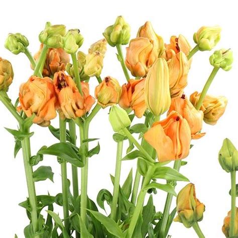 LILY LA TINTORETTO 90cm 4 Wholesale Dutch Flowers Florist Supplies UK