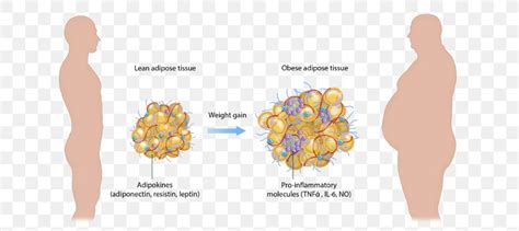 Adipose Tissue Function Obesity Adipocyte Png 710x366px Adipose