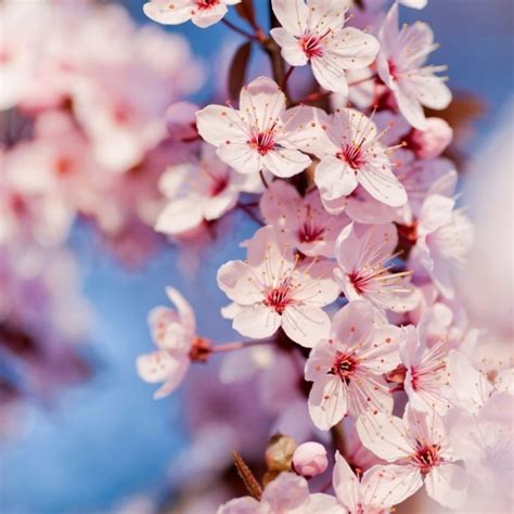 10 Best Cherry Blossom Wallpaper Desktop Full Hd 1920×1080 For Pc Desktop 2020