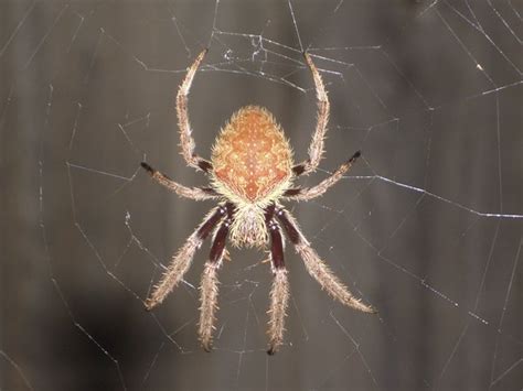 Common Northeast Us Spiders Sciencing
