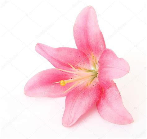 Pink Lily — Stock Photo © Elena777 17849975