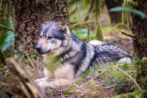 A System Of Bad Relations With Bc Wolves Victoria Animal News
