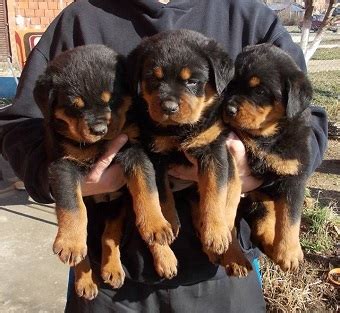 Click here for event details. Rottweiler puppy for sale in delhi | Pup Price | Asiapets.in