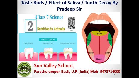 Taste Buds Tooth Decay And Effect Of Saliva On Food Youtube