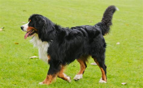 The Best Dog Food For Bernese Mountain Dogs