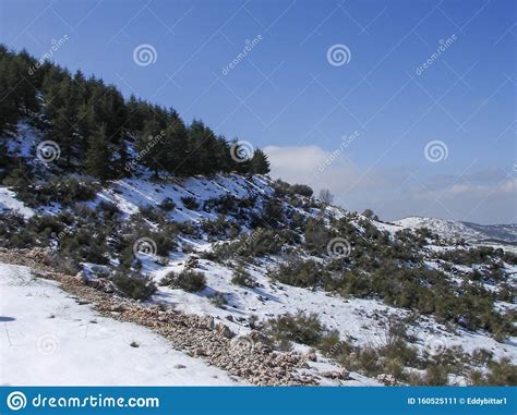 Arz Al Barouk Lebanon Cedars Snow Season Stock Image Image Of Nature