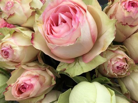 Free Images Petal Love Romance Pink Pinkroses Floristry