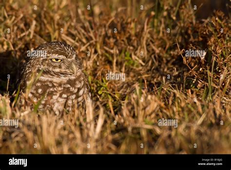 Burrowing Owl Athene Cunicularia Cape Coral Florida Usa Stock Photo