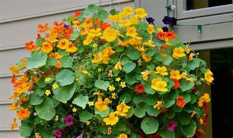 The million bells variety (a trademarked name) loves full sun and moist but not wet soil; Best Plants For Hanging Baskets | Balcony Garden Web
