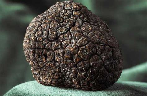 Keeping up to date on. How Much Are Truffles Worth? (THE TRUE PRICE OF LUXURY)