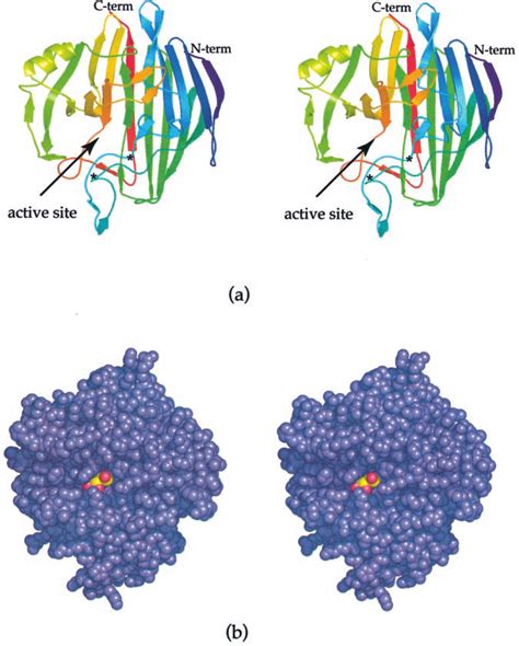 Structure Of Human Galactose Mutarotase A Ribbon Representation Of The