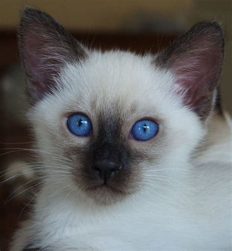 Five Ugly Truth About Balinese Kittens For Sale In Illinois Balinese