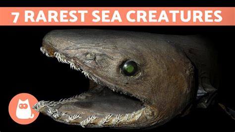 Top 7 Rarest Marine Animals In The World 🦑 Youtube