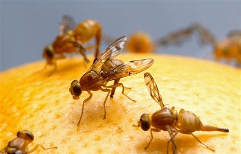 How To Remove Fruitvinegar Flies From Your Home