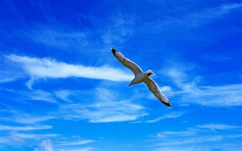 Download Wallpaper 3840x2400 Seagull Bird Wings Flight
