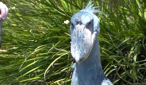 The Shoebill Is A Scary Looking Bird