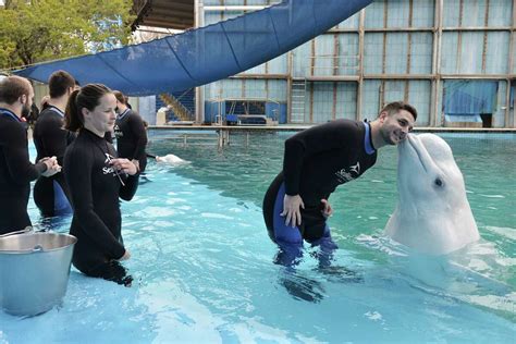 seaworld orlando suspends beluga interaction program still open in san antonio san diego