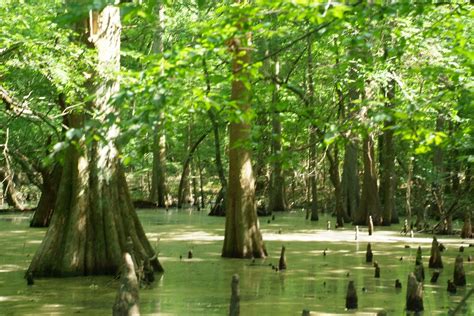 The Creative Native Project The Magical Cypress Swamps Of Southeastern
