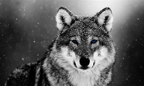 Wolves In Snow Wallpapers Wallpaper Cave