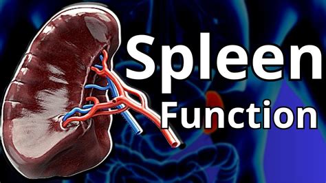 Spleen The Function Of The Spleen Is Crucial Within The Human Body