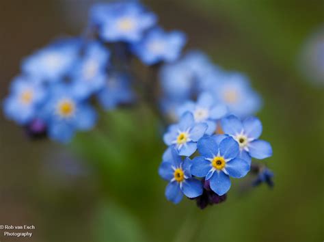 Little Blue Flowers Beautiful Little Blue Flowers Super M Flickr